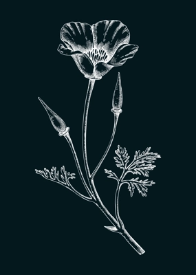 California poppy sketch. Apothecary plant drawing on chalkboard. Herbal remedies, medicinal plant, natural medicine hand-drawn vector illustration. NOT AI genereted
